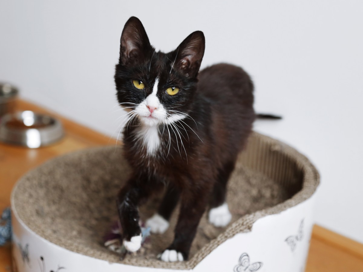 Meet Mokka