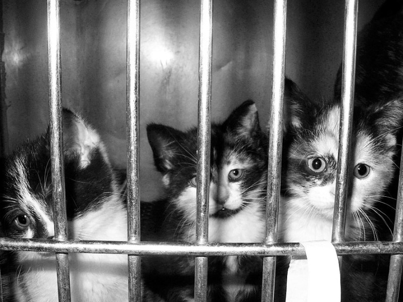 ADOPT DON´T SHOP