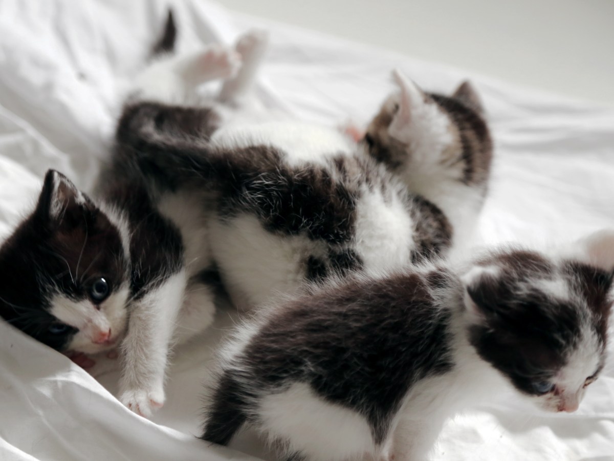 Oh my triplets!